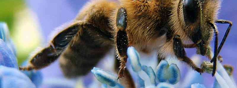 Who Killed the Bees? Pesticides, risk and the politics of knowledge Who Killed the Bees? Pesticides, risk and the politics of knowledge
