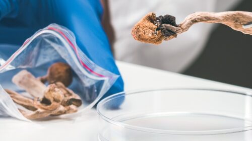 Psychedelics for mental health: tripping over red tape