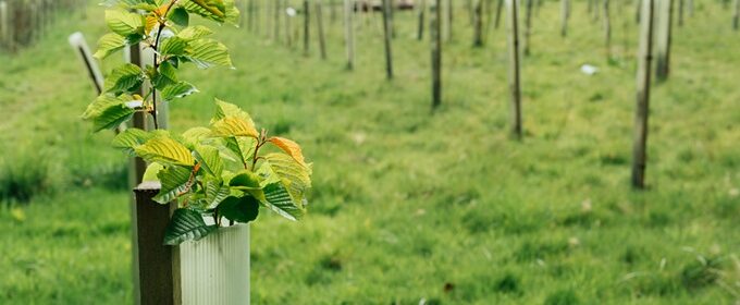 New trees planted, reforestation